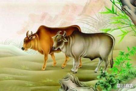 牛属相的理财之道，稳健与策略的完美结合 牛属相适合理财吗